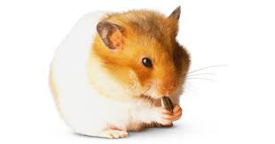 Hamster Facts | Types Of Hamsters | DK Find Out