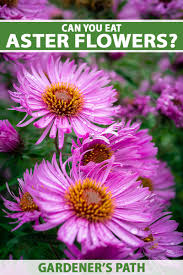 Are Aster Flowers Edible? | Gardener's Path
