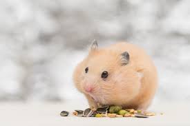 Hamster anatomy: what does it consist of? | Small Pet Select