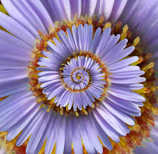 File:Aster Tataricus droste effect.jpg - Wikimedia Commons