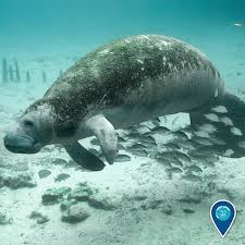 Photos | Greater Farallones National Marine Sanctuary