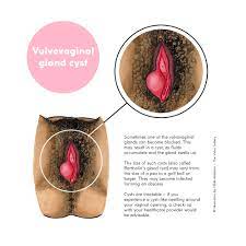 The Vulva Gallery