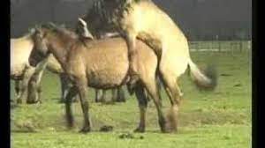 Paarungsverhalten und Geburt bei den Dülmener Pferden | Kuriose Tierwelt