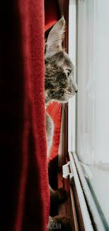 280633 cat feline curtain and red hd, BlackBerry Evolve X wallpaper full  hd, 1080x2160 - Rare Gallery HD Wallpapers
