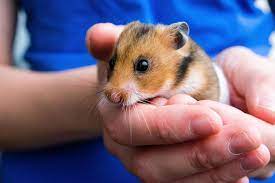 Common hamster | rodent | Britannica