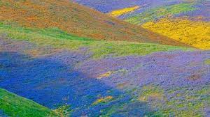California wildflower erupt in super bloom | CNN