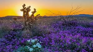 Superbloom 2023: Will California see one after continuous atmospheric river  storms?