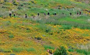 California bursts into 'super bloom' after wet winter