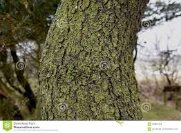 Tree Trunk Covered with Algae and Moss Stock Image - Image of tree,  covered: 109667229