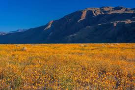 California's Largest State Park Has the Best Wildflower Super Blooms in the  State