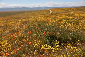 PHOTOS: Unusually wet winter kicks off colorful 'Superbloom' in Western  states | PBS NewsHour