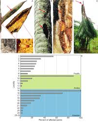 Dynamis borassi (Coleoptera: Curculionidae), a New Potential Pest to the  Palms (Arecaceae): An Early Warning for the Palm Producers
