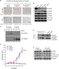 Evolutionarily conserved dual lysine motif determines the non-chaperone  function of secreted Hsp90alpha in tumour progression | Oncogene