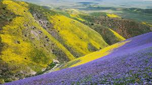 10 Best Places To See California Spring Blooms and Wildflowers — This Life  Of Travel