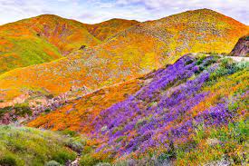 Where to See California's Super Blooms