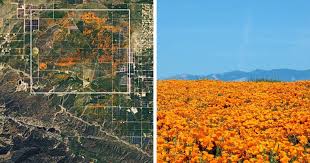 NASA Releases Satellite Images Of Massive California Superbloom Seen From  Space | Bored Panda