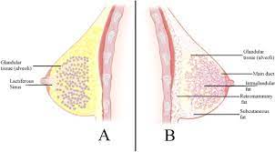 Inside the Lactating Breast: The Latest Anatomy Research - ScienceDirect