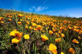 Super bloom might hit Southern California; prime wildflower viewing seems  certain – Press Enterprise