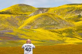 Drone video: See CA wildflower super bloom at Carrizo Plain | San Luis  Obispo Tribune