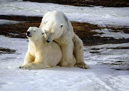 Hopen to get lucky: Polar bear couple 'delight' voyeuristic meteorological  station staff as well as each other