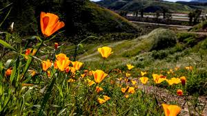 California could see wildflower 'super bloom' this spring | The Hill