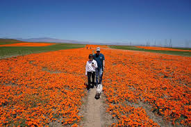 Historic superbloom brings vibrant colors to California's desert - ABC News