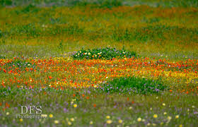 Photos: California 'super bloom' may be coming after historic rain | KRON4
