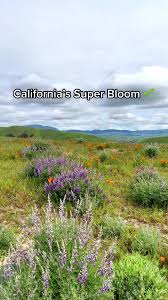 super bloom 2023 northern california｜TikTok Search