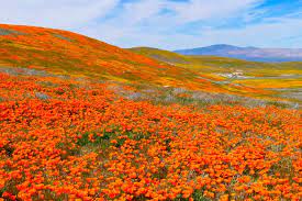 Parts Of California Could See Mesmerizing Superbloom In 2023