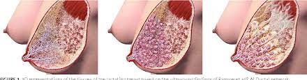 PDF] The anatomy of the lactating breast: Latest research and clinical  implications | Semantic Scholar