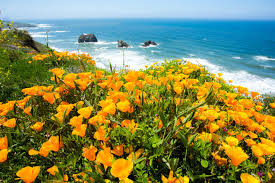 California Will Likely Have a 2023 Superbloom—How to See It - AFAR