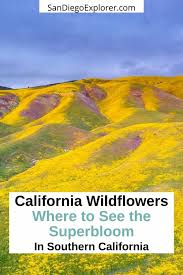 California Wildflowers 2023 - Where to See the Southern California  Superbloom