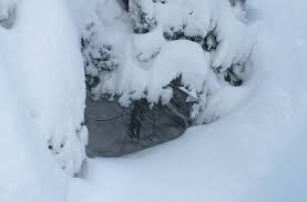 A Tree Well and Some Snow Can Save Your Life! - Montana Hunting and Fishing  Information