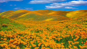 The Super Bloom Is Returning to California. One City Has a Plan to Curb the  Selfie Seekers. - Outside Online