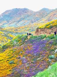 Will We Have A 2023 “Super Bloom”? Here's The Colorful Forecast! –  johnrieber