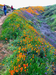 Will We Have A 2023 “Super Bloom”? Here's The Colorful Forecast! –  johnrieber