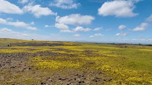 Spring brings super bloom to Table Mountain in Oroville | KRCR