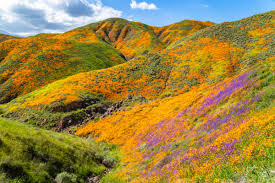 The Best National Parks To See The Spring Superbloom This Year - Travel Off  Path