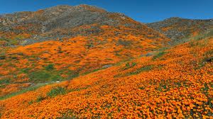 Bright pink ocean and rare wildflower super bloom — February's best science  images