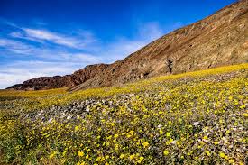 Best Time to See Death Valley Super Bloom 2023 - When to See - Rove.me