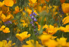 Will Northern California get a superbloom? Where to see wildflowers