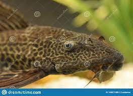 Sail Fin Leopard Pleco Fish Stock Photo - Image of  plecostomosnpterygoplichthys, tropical: 148871088