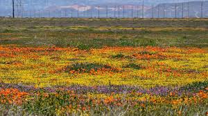 Photos: A California Superbloom - The Atlantic