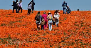 Wildflower super bloom returns to California after rainy winter - CBS News