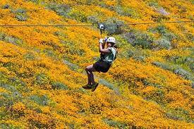 California bursts into 'super bloom' after wet winter