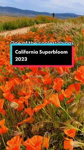 california super bloom 2023 from space｜TikTok Search
