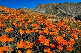 Lake Elsinore closes popular wildflower viewing area in Walker Canyon –  Press Enterprise