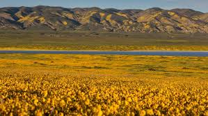 Superbloom 2023: Will California see one after continuous atmospheric river  storms?