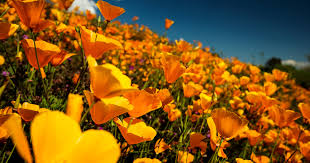 A Superbloom in 2023? | Springs at Borrego RV Resort