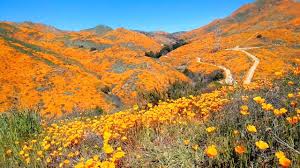 Are we gonna have a wildflower superbloom in Southern California in 2023? -  YouTube